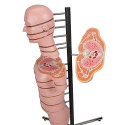 Torso Modell mit 15 Schnittebenen - 3B Smart Anatomy / Bild 7