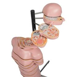 Torso Modell mit 15 Schnittebenen - 3B Smart Anatomy / Bild 8