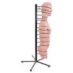 Torso Modell mit 15 Schnittebenen - 3B Smart Anatomy / Bild 4