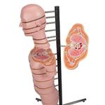 Torso Modell mit 15 Schnittebenen - 3B Smart Anatomy / Bild 7