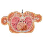 Torso Modell mit 15 Schnittebenen - 3B Smart Anatomy / Bild 9