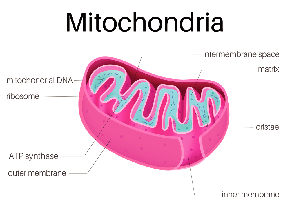 Mitochondrien Kraftwerke Der Zellen Und Die Quelle Der Lebensenergie