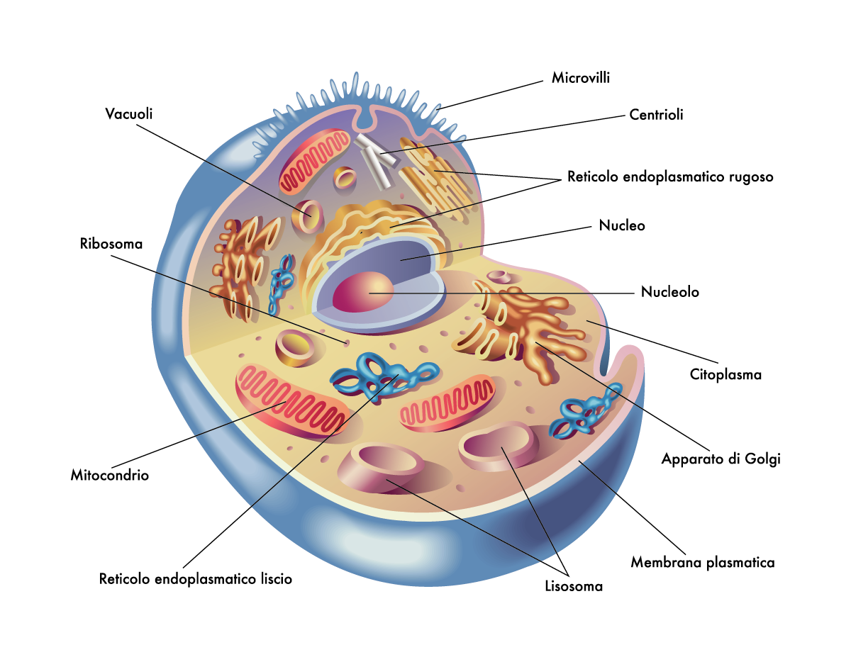 Wo Befinden Sich Die Merkel Zellen Mitochondrien: Kraftwerke der Zellen und die Quelle der Lebensenergie