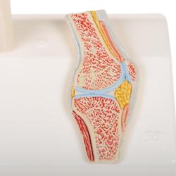 Anatomie Modell Kniegelenk Mini  mit Querschnitt / Bild 3