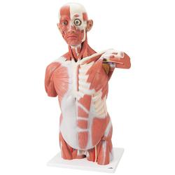 Lebensgrosser Muskel-Torso 27-teilig - 3B Smart Anatomy