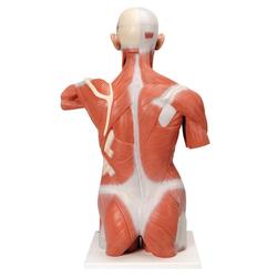 Lebensgrosser Muskel-Torso 27-teilig - 3B Smart Anatomy / Bild 3