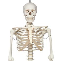 Skelett Phil, Physiologisch / Bild 1