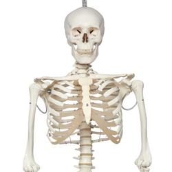 Skelett Phil, Physiologisch