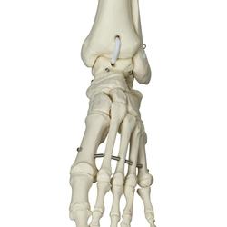 Skelett Phil, Physiologisch / Bild 4