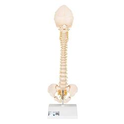 Wirbelsäule Modell kindlich BONElike™ - 3B Smart Anatomy