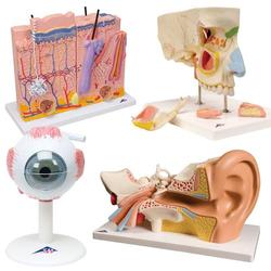 Anatomie Set Sinnesorgane