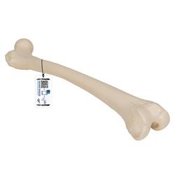 Oberschenkelknochen Modell - 3B Smart Anatomy / Bild 1