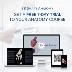 Becken-Skelett weiblich - 3B Smart Anatomy / Bild 9