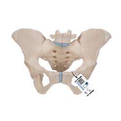 Becken-Skelett weiblich - 3B Smart Anatomy / Bild 1