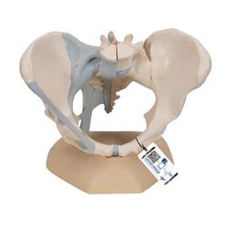 Becken weiblich mit Bändern 3-teilig - 3B Smart Anatomy