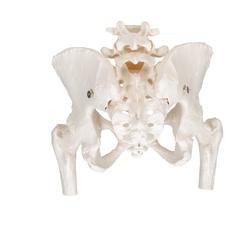 Becken-Skelett Modell weiblich mit Oberschenkelstümpfen / Bild 4