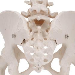 Becken-Skelett Modell weiblich mit Oberschenkelstümpfen / Bild 7