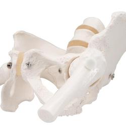Becken-Skelett Modell weiblich mit Oberschenkelstümpfen / Bild 8