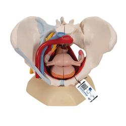 Becken weiblich 6-teilig - 3B Smart Anatomy