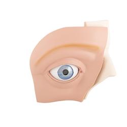 Auge 5-fache Grösse 12 teilig - 3B Smart Anatomy