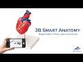 Beinmuskel Modell 7-teilig  3B Smart Anatomy / Bild 2