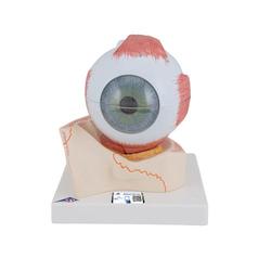 Auge 5-fache Grösse 7-teilig - 3B Smart Anatomy