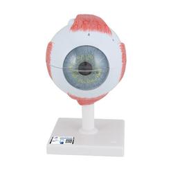Auge 5- fache Grösse 6 teilig - 3B Smart Anatomy
