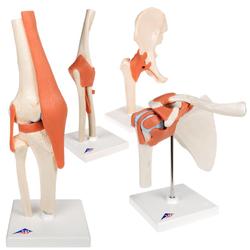 Luxus Anatomie Set Gelenke