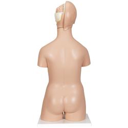 Torso Zweigeschlechtiger 20 teilig - 3B Smart Anatomy / Bild 2