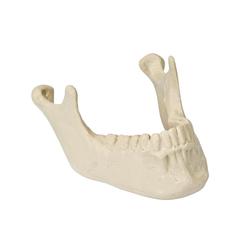 Unterkiefer mit Zähnen ORTHOBone Premium / Bild 1