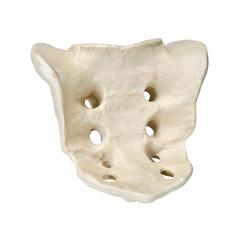 Kreuzbein (Sacrum), ORTHObones Premium 