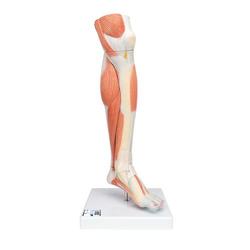 Beinmuskel Modell des Unterbeins 
