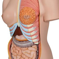 Torso Luxus-Modell mit weiblichen & männlichen / Bild 5