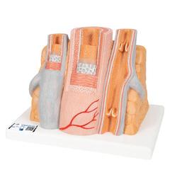 Arterie und Vene Modell, 3B Smart Anatomy / Bild 1