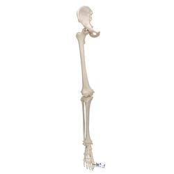 Beinskelett Modell mit Hüftknochen - 3B Smart Anatomy / Bild 2