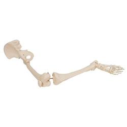 Beinskelett Modell mit Hüftknochen - 3B Smart Anatomy / Bild 5