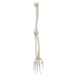 Armskelett Modell mit flexiblem Ellbogengelenk / Bild 2