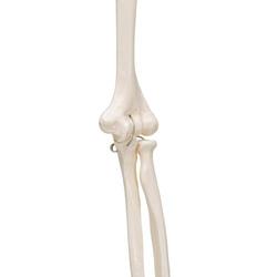 Armskelett Modell mit flexiblem Ellbogengelenk / Bild 5