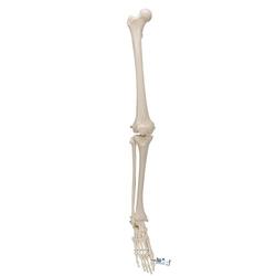 Beinskelett Modell mit Fuss - 3B Smart Anatomy