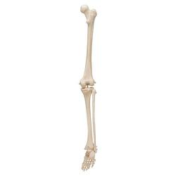 Beinskelett Modell mit Fuss - 3B Smart Anatomy / Bild 4