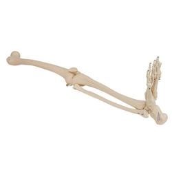 Beinskelett Modell mit Fuss - 3B Smart Anatomy / Bild 6