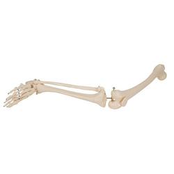 Beinskelett Modell mit Fuss - 3B Smart Anatomy / Bild 7