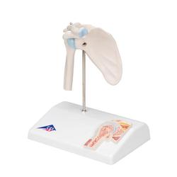 Anatomie Modell Schultergelenk Mini  mit Querschnitt  / Bild 5