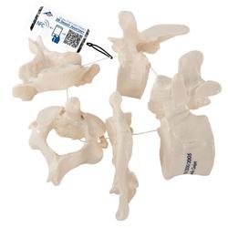 Wirbelmodelle 5 Stück auf Nylonfaden - 3B Smart Anatomy