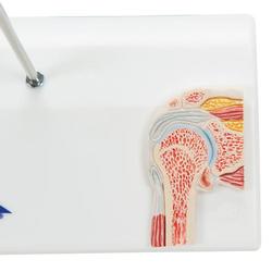 Anatomie Modell Kniegelenk Mini  mit Querschnitt / Bild 7