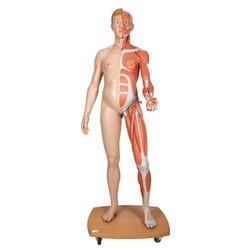Muskelfigur mit weiblich.& männlich.Geschlechtsorganen