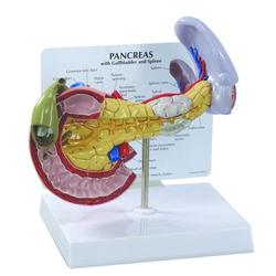 Bauchspeicheldrüse Modell Pankreas