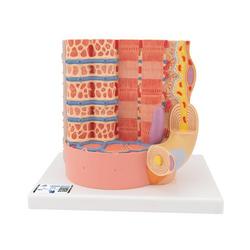 Muskelfaser Modell 3B MICROanatomy™  / Bild 1