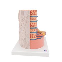 Muskelfaser Modell 3B MICROanatomy™  / Bild 3