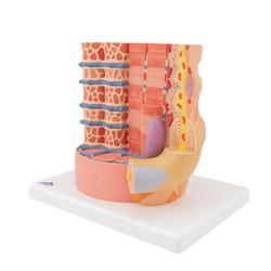 Muskelfaser Modell 3B MICROanatomy™  / Bild 6